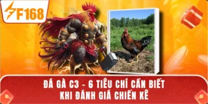 Đá Gà C3 - 6 Tiêu Chí Cần Biết Khi Đánh Giá Chiến Kê