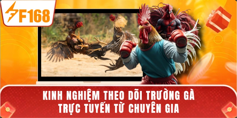 Kinh nghiệm theo dõi trường gà trực tuyến từ chuyên gia