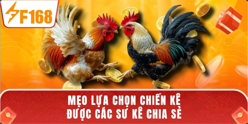 Mẹo lựa chọn chiến kê được các sư kê chia sẻ
